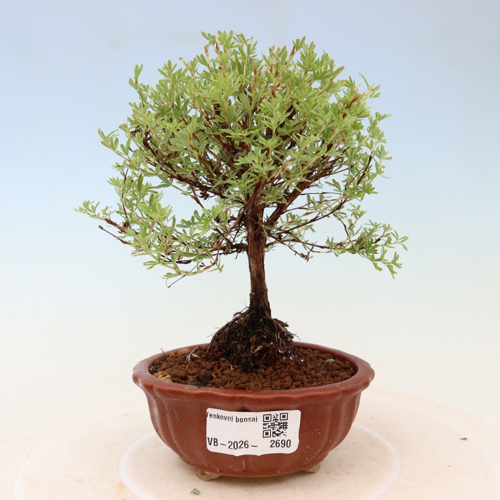 Bonsai da esterno - Potentilla fruticosa - Goldkissen
