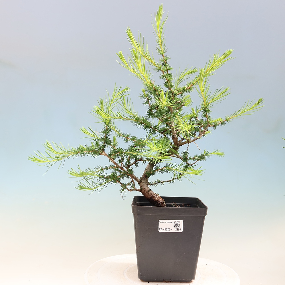 Bonsai da esterno -Larix decidua - Larice