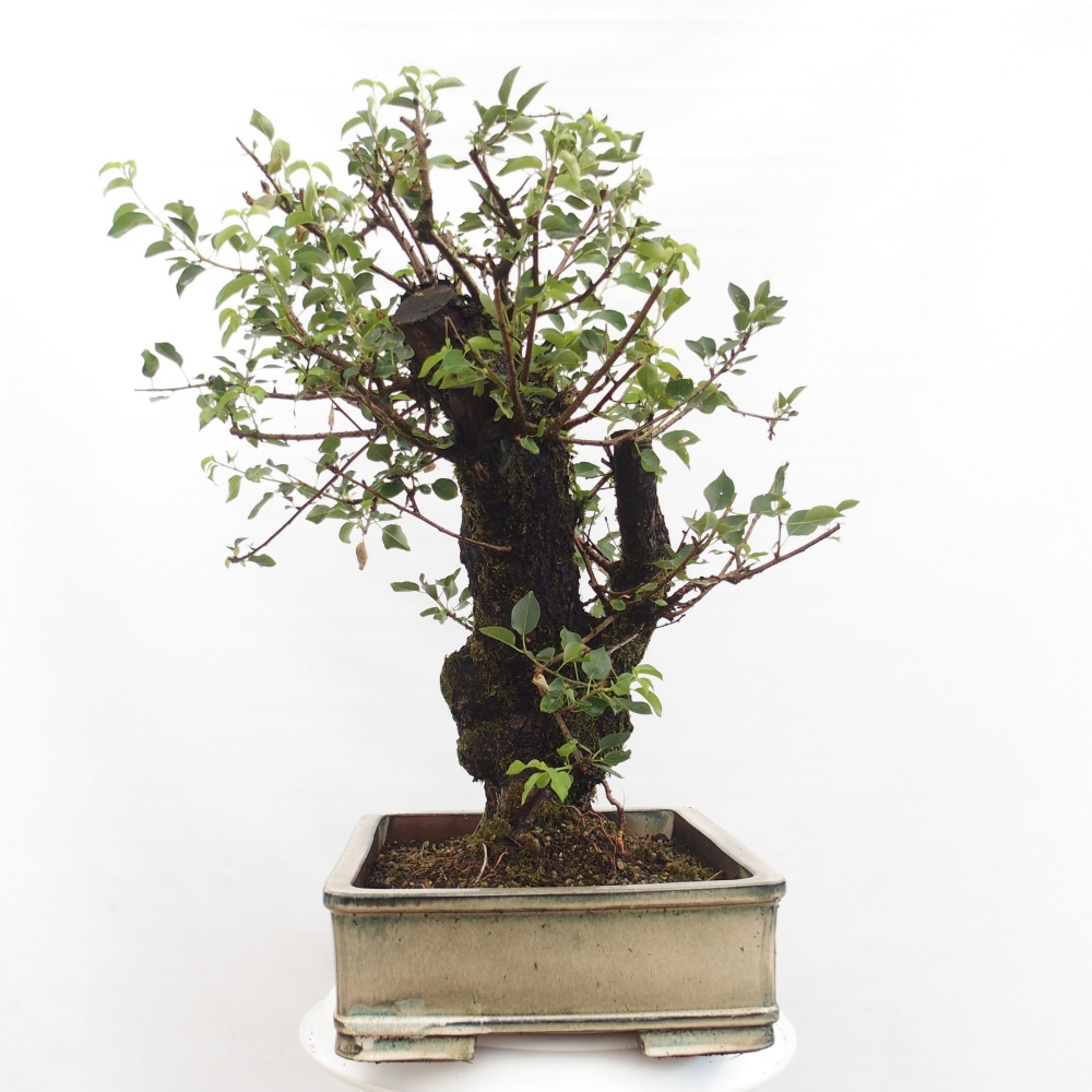 Bonsai da esterno - Mahalebka - Prunus mahaleb