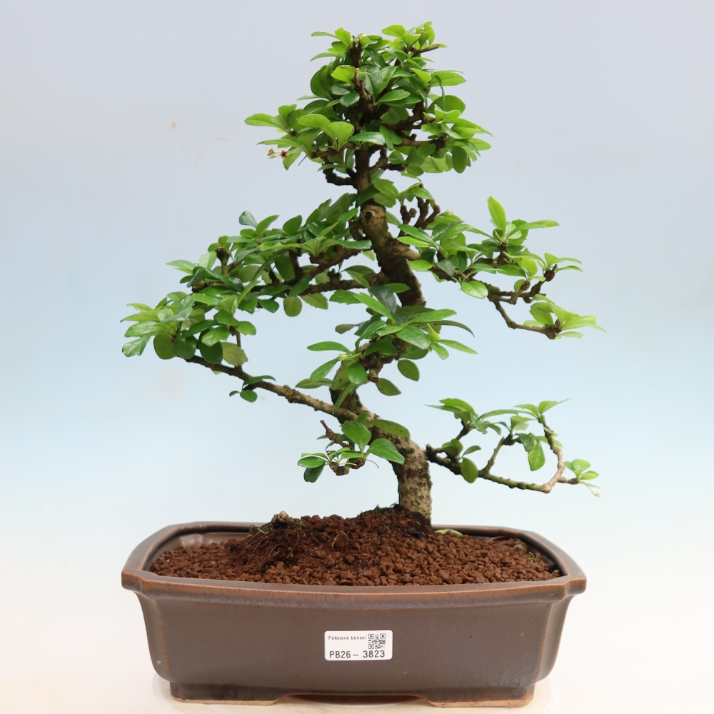 Camera bonsai - Carmona macrophylla - Tea fuki