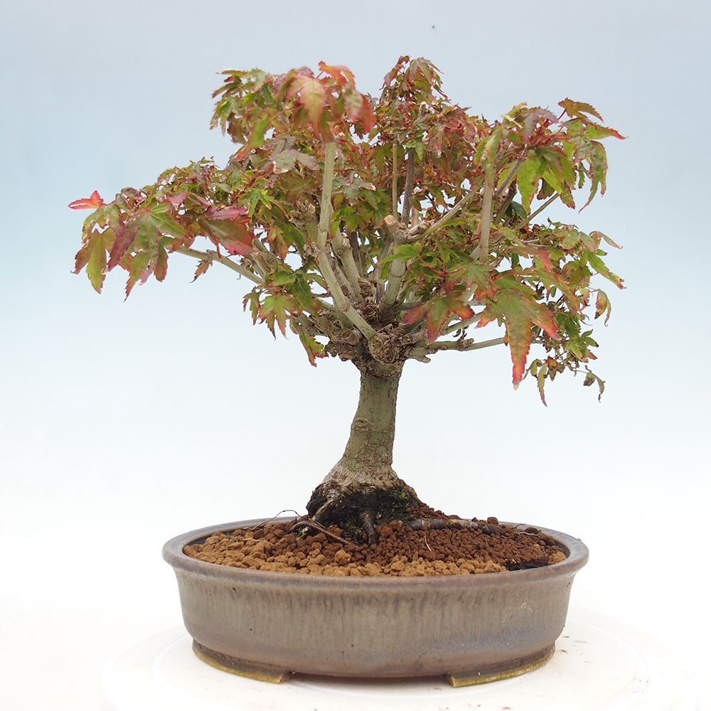 Acer palmatum KIOHIME - Acero palmato