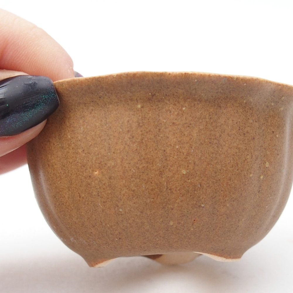 Mini bonsai 7,5 x 7,5 x 3,5 cm, marrone