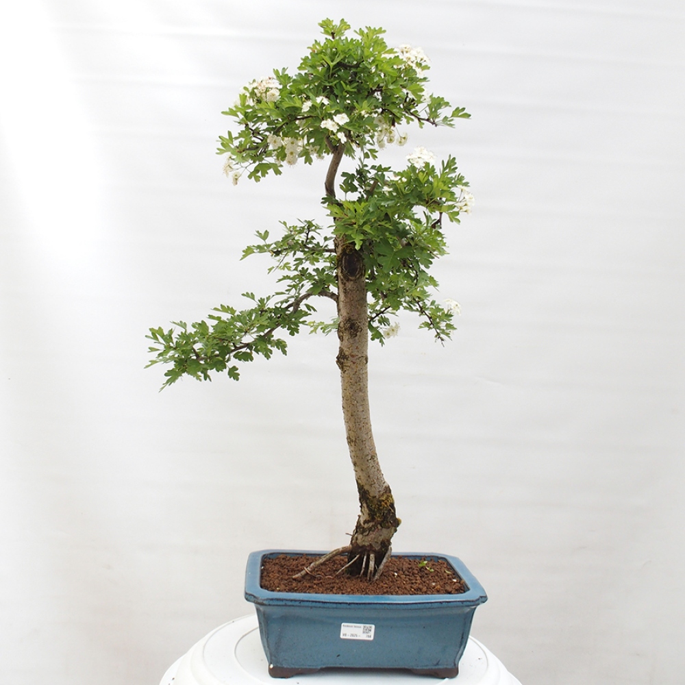 Bonsai da esterno - Biancospino - Crataegus monogyna