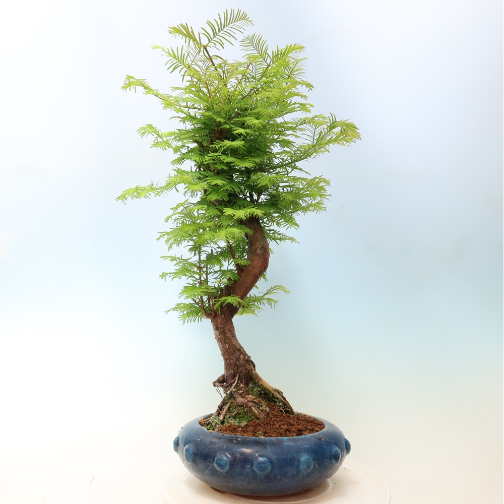 Bonsai da esterno - Metasequoia glyptostroboides - Metasequoia cinese