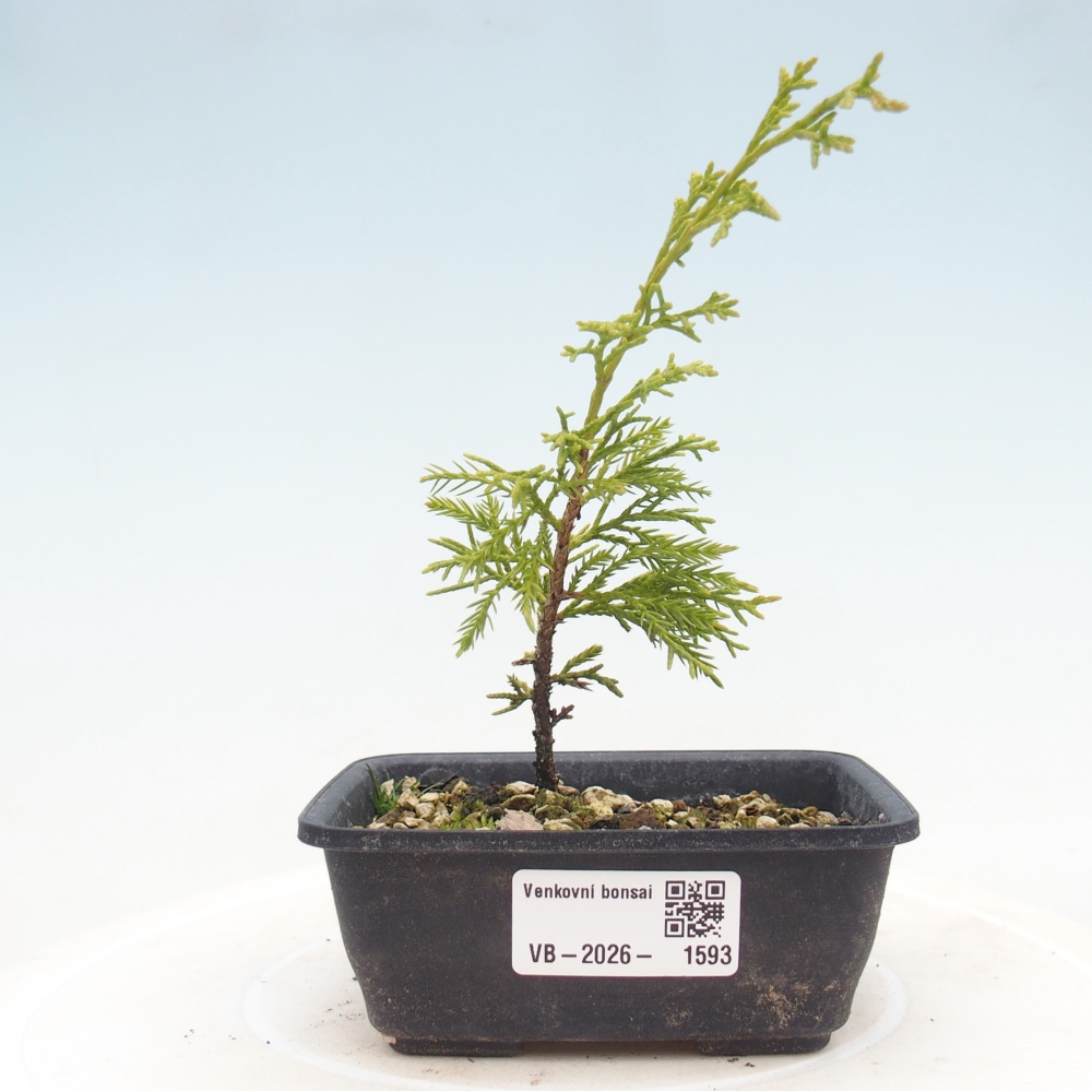 Bonsai da esterno - Juniperus chinensis Itoigawa