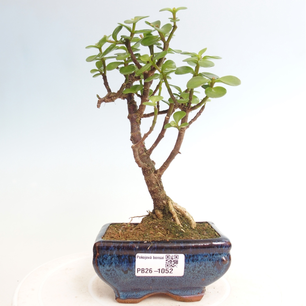 Camera bonsai - Portulakaria Afra - Tlustice