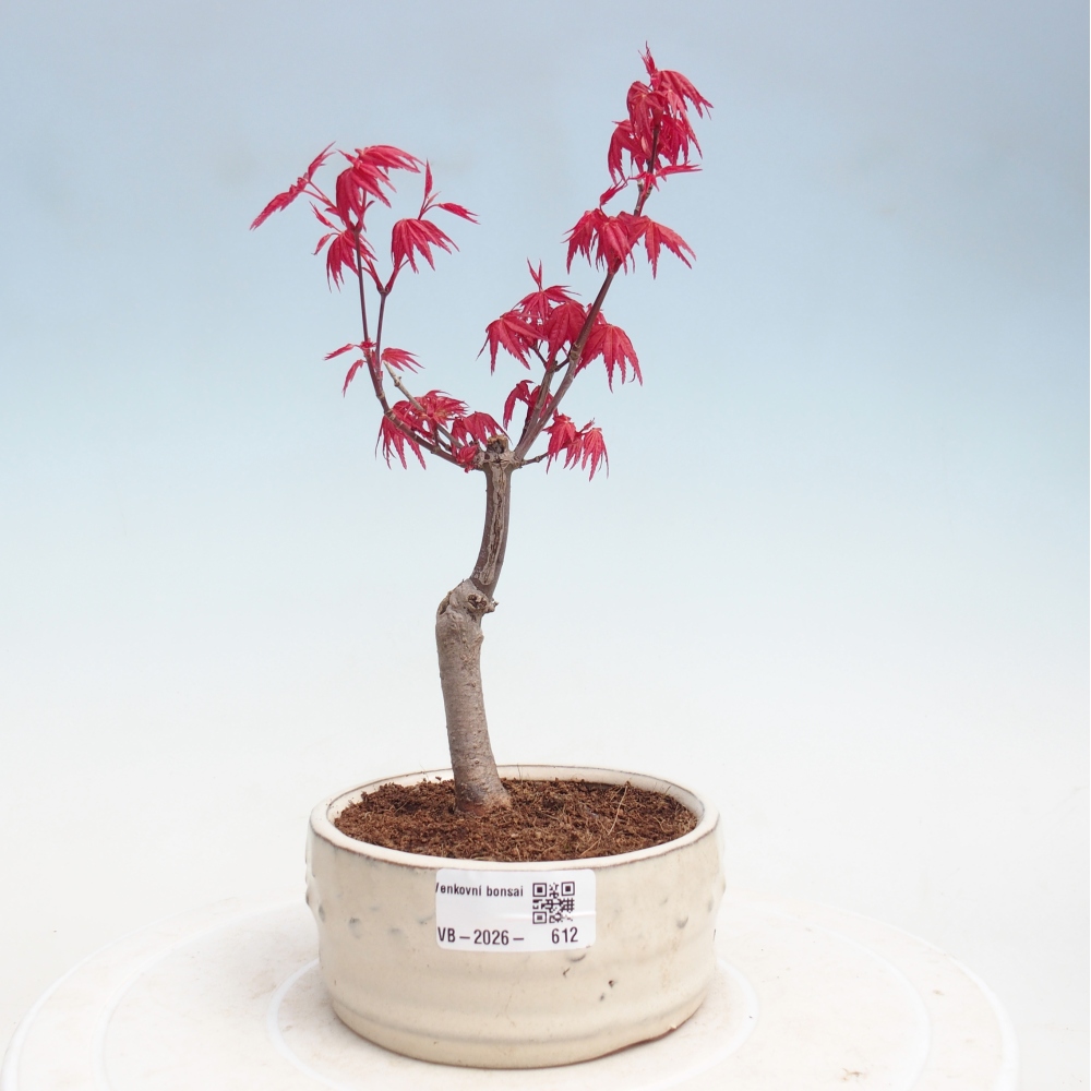 Bonsai da esterno - Acer palmatum DESHOJO
