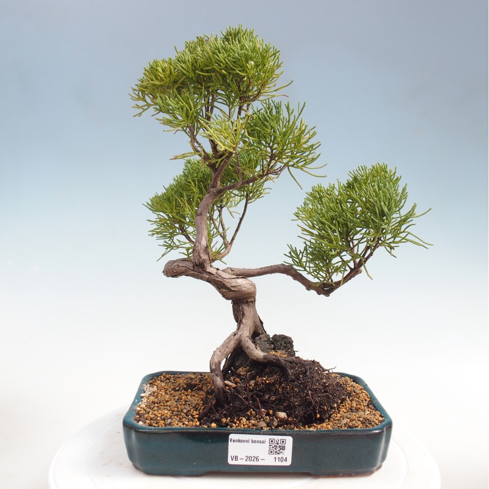 Bonsai da esterno - Juniperus chinensis Kishu