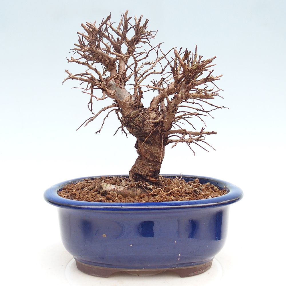 Bonsai da esterno - Zelkova - Zelkova NIRE