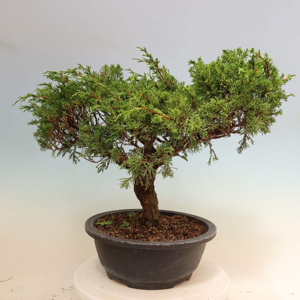 Bonsai da esterno - Juniperus chinensis Itoigawa-Juniperus chinensis