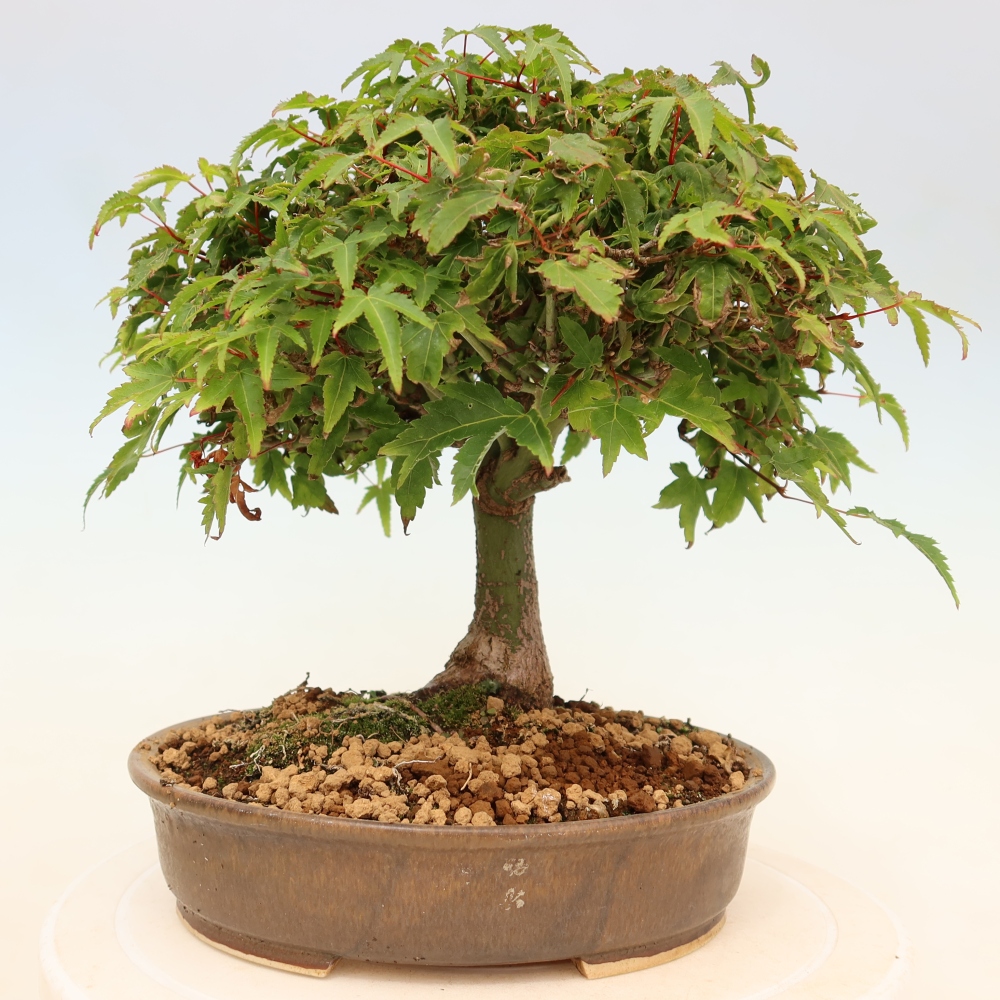 Acer palmatum KIOHIME - Acero palmato