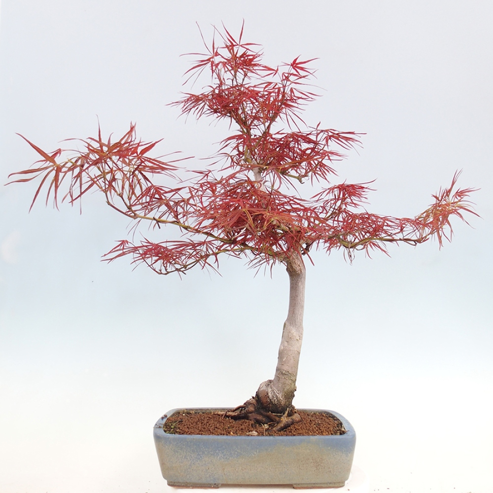 Bonsai da esterno - Acer palmatum RED PYGMY