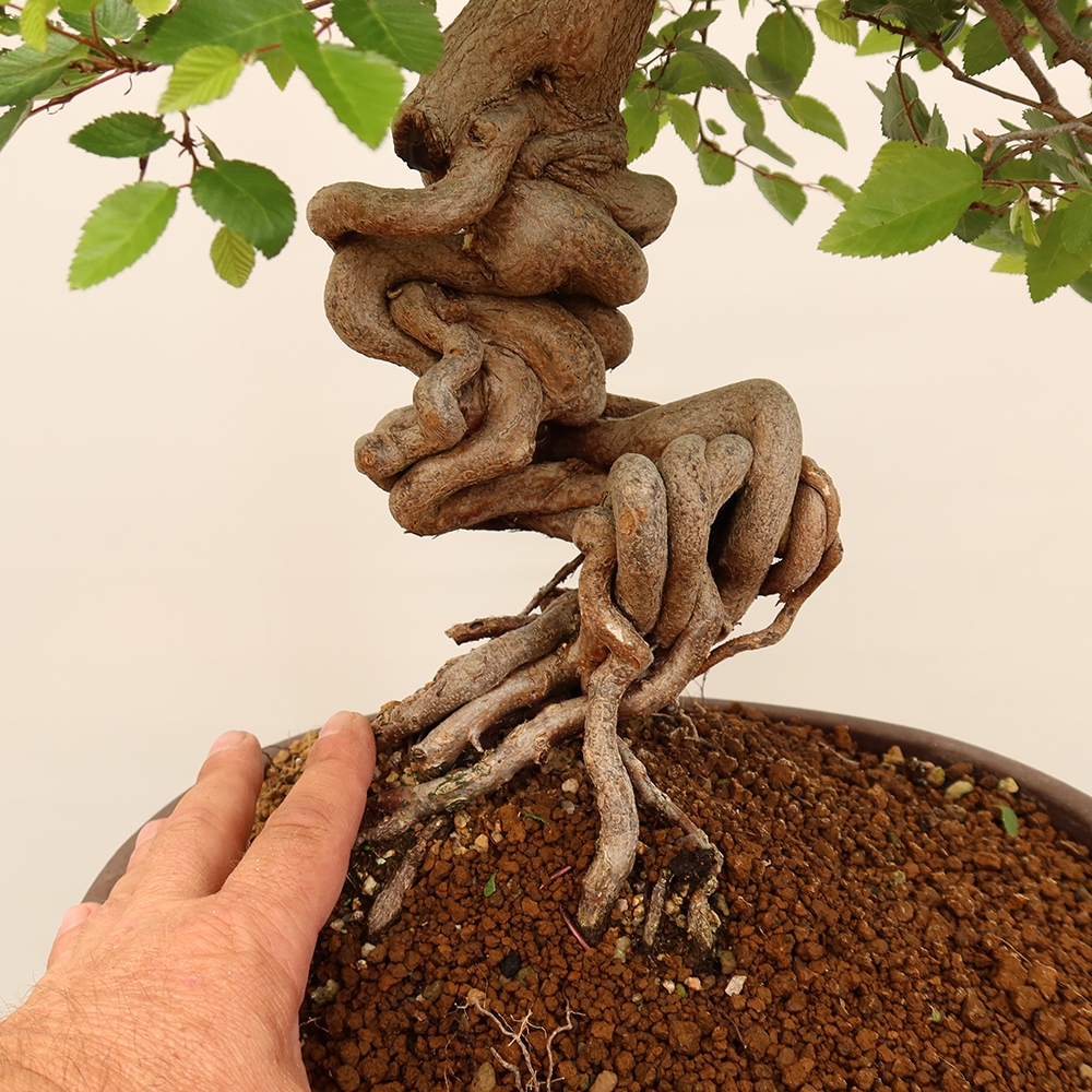 Bonsai da esterno -Carpinus Coreana - Carpino coreano