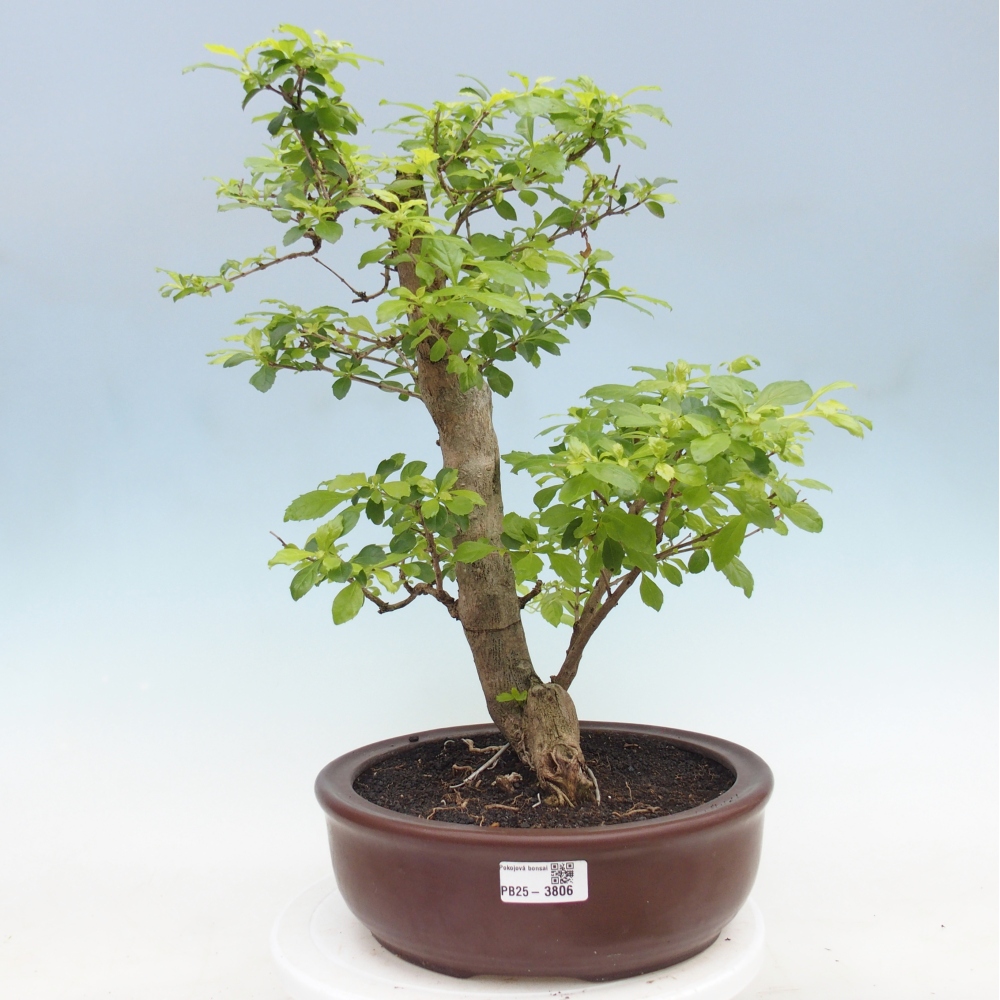 Camera bonsai - Duranta erecta Aurea