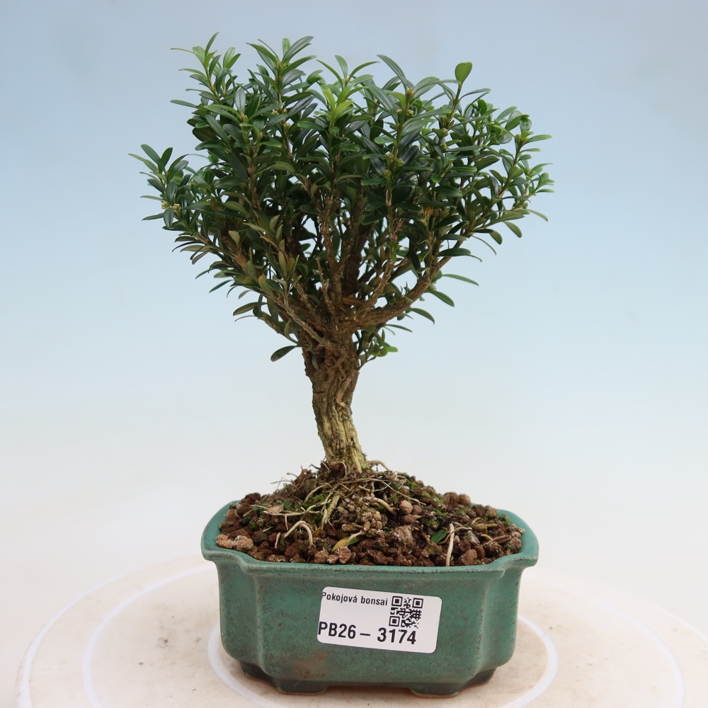Camera bonsai - Buxus harlandii - buxus da sughero