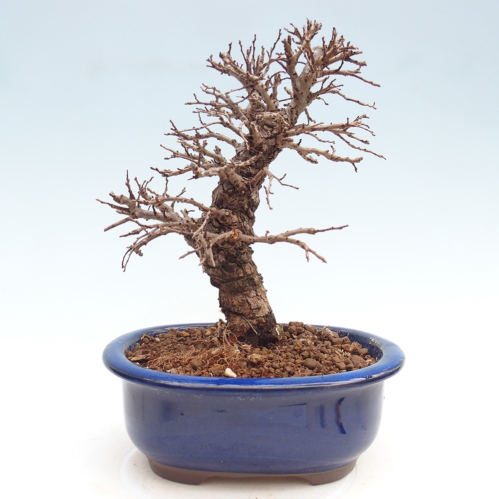 Bonsai da esterno - Zelkova - Zelkova NIRE