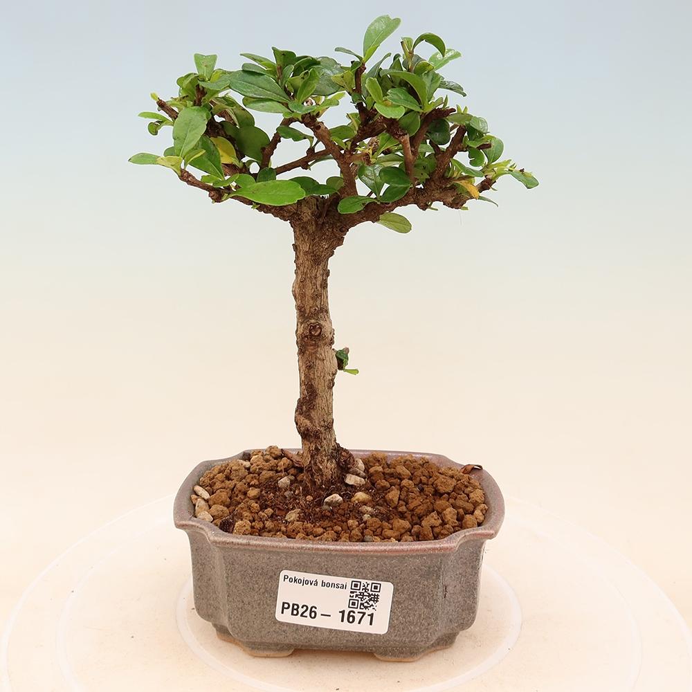 Camera bonsai - Carmona macrophylla - Tea fuki
