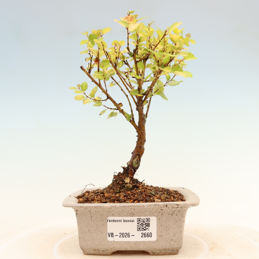 Bonsai da esterno - betulla nana - Betula NANA Golden Treasure