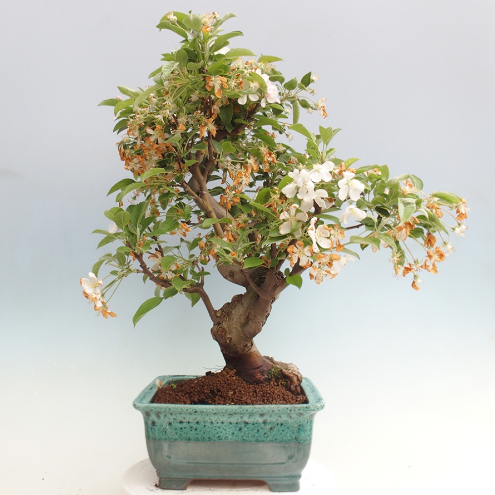 Bonsai da esterno -Malus halliana - Melo a frutto piccolo
