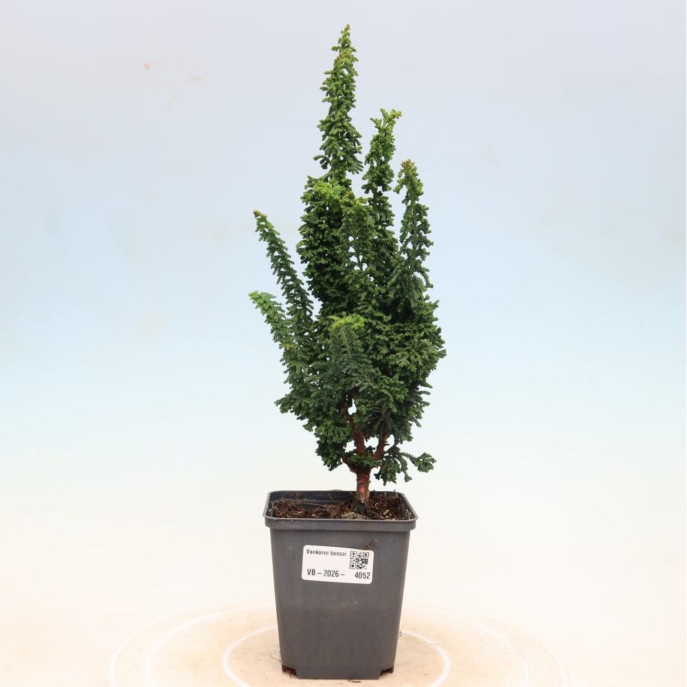 Bonsai da esterno - Cham. obtusa SEKKA HINOKI - Cipresso