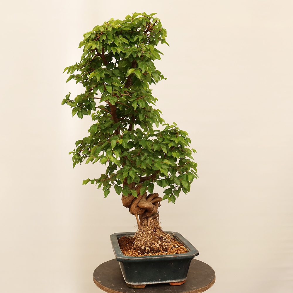 Bonsai da esterno -Carpinus Coreana - Carpino coreano