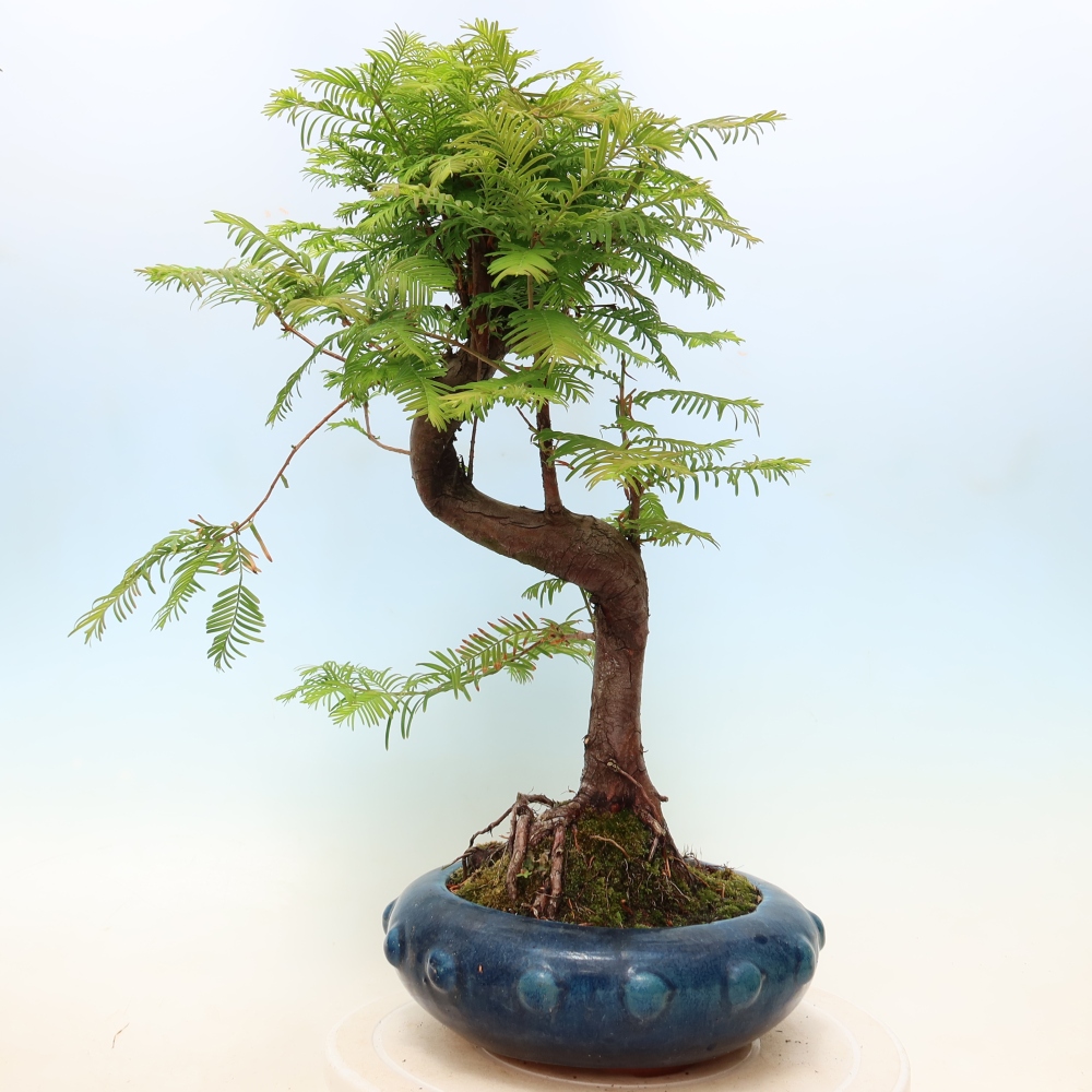 Bonsai da esterno - Metasequoia glyptostroboides - Metasequoia cinese