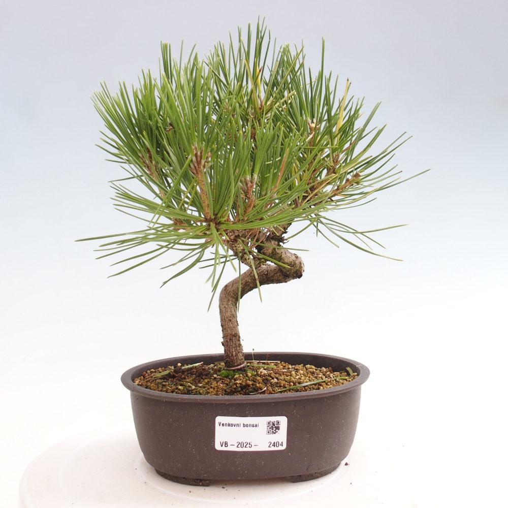 Bonsai da esterno - Pinus thunbergii - Pino di Thunberg