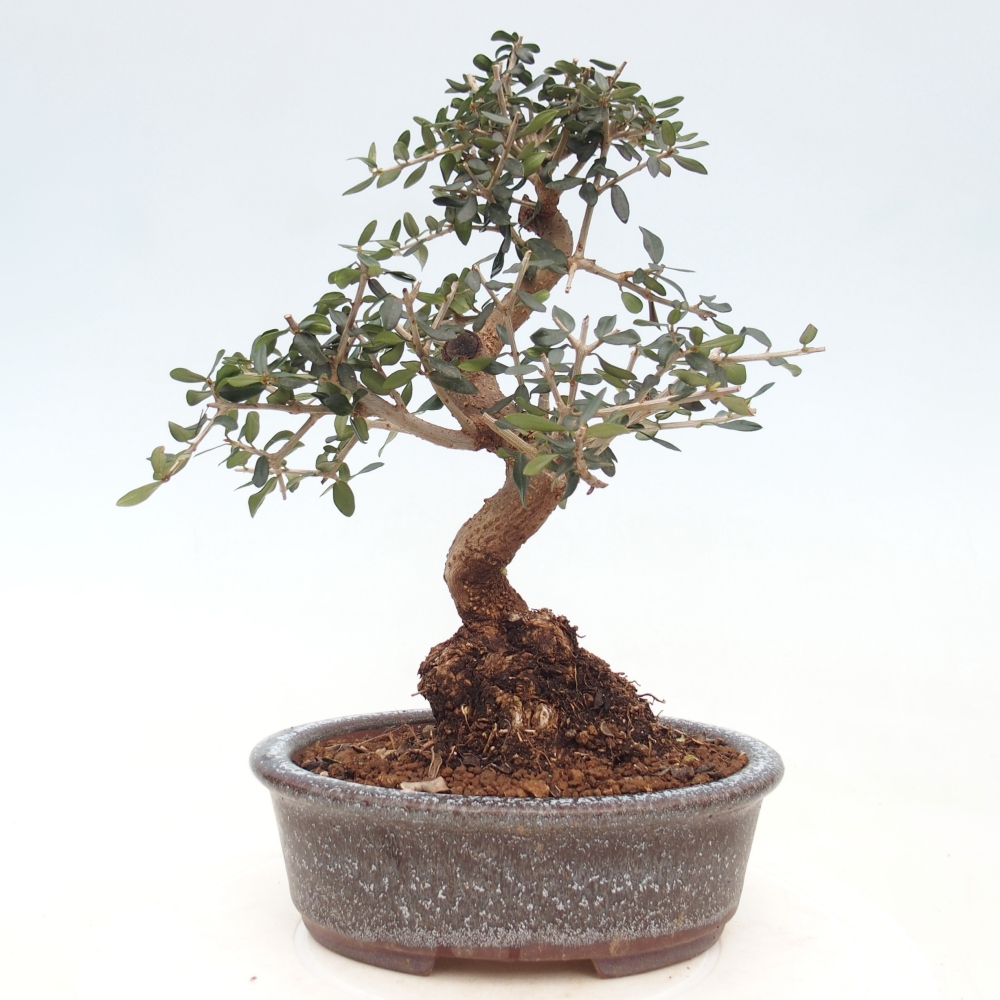 Bonsai da interno - Olea europaea sylvestris