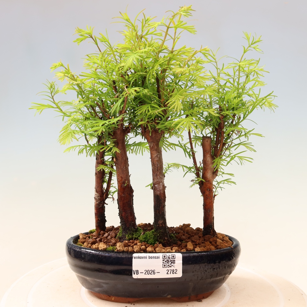 Bonsai da esterno - Metasequoia glyptostroboides - Metasequoia cinese - boschetto