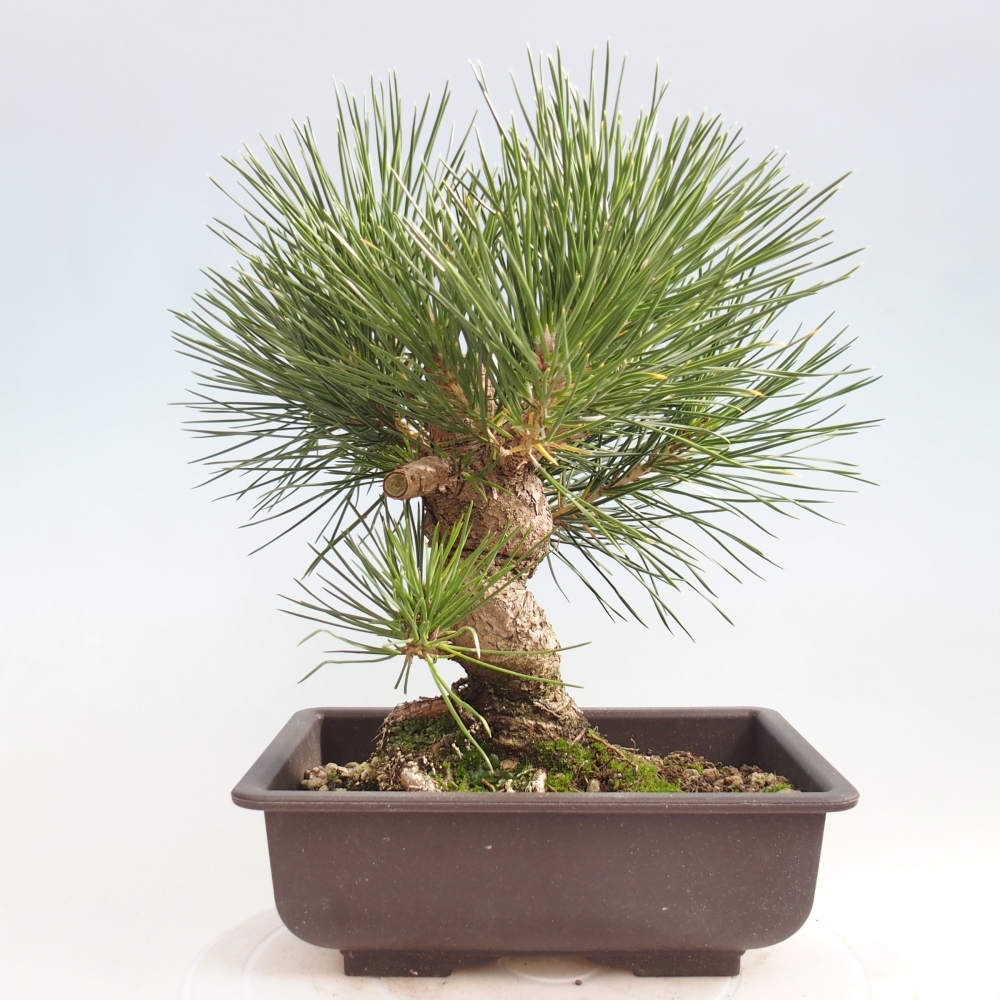 Bonsai da esterno - Pinus thunbergii - Pino di Thunberg