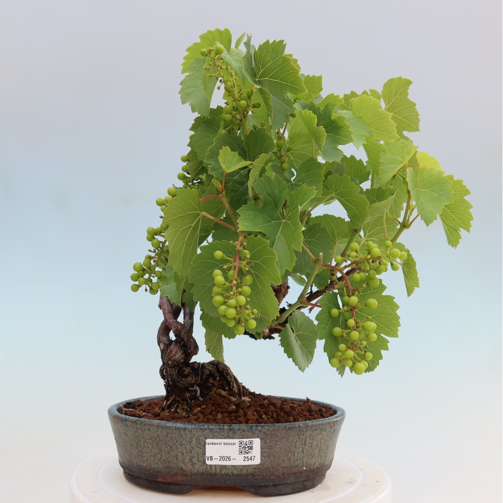 Bonsai da esterno - Vite - Vitis vinifera 