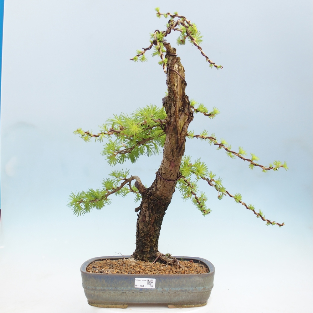 Bonsai da esterno -Larix decidua - Larice