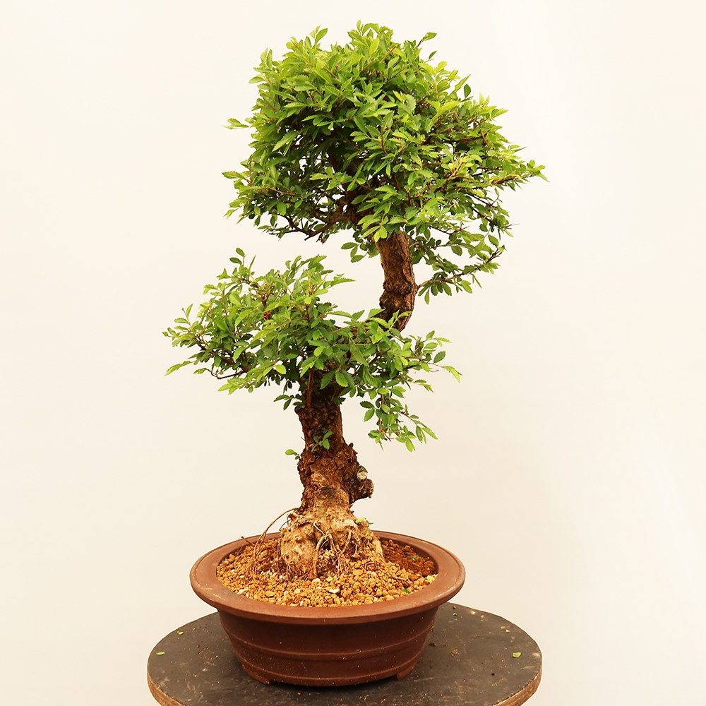 Bonsai da esterno - Zelkova - Zelkova NIRE