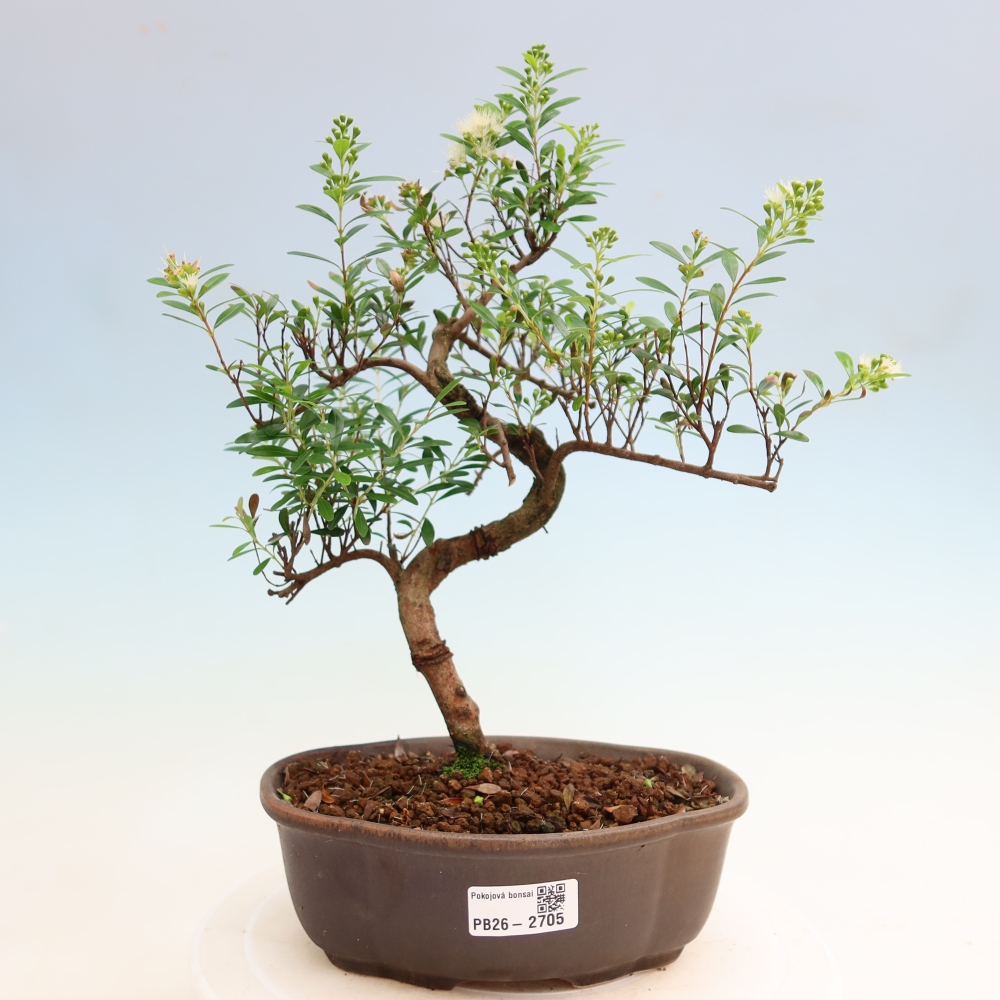 Camera bonsai - Syzygium - Pimento