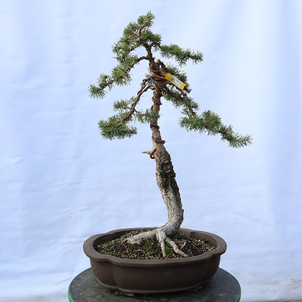 Pinus sylvestris Spagna - pino silvestre