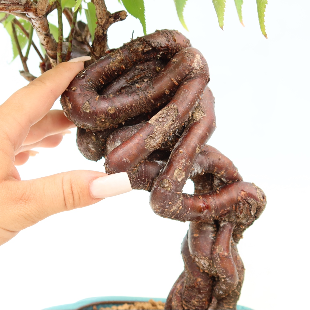 Bonsai da esterno - Albicocco giapponese - Prunus Mume