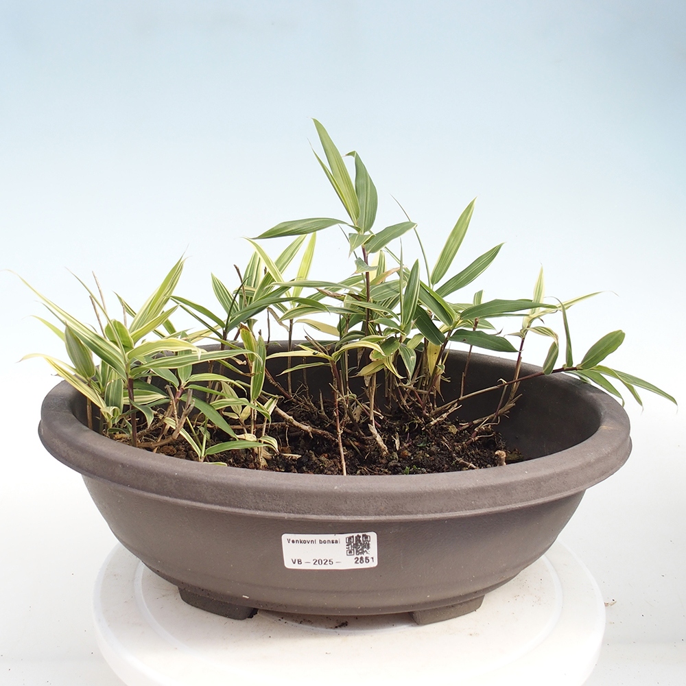Bonsai da esterno - Sasaella masamuneana Albostriata - Bambù