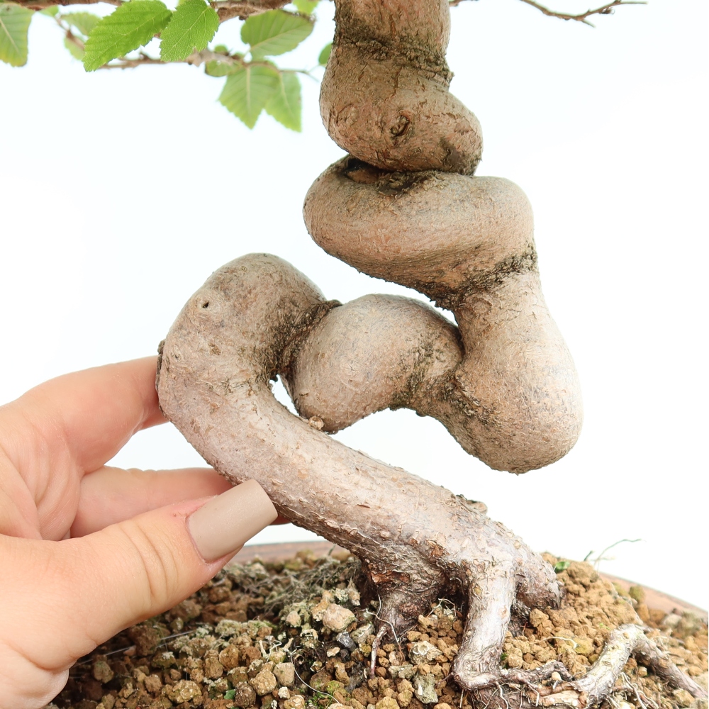 Bonsai da esterno -Carpinus CARPINOIDES - Carpino coreano