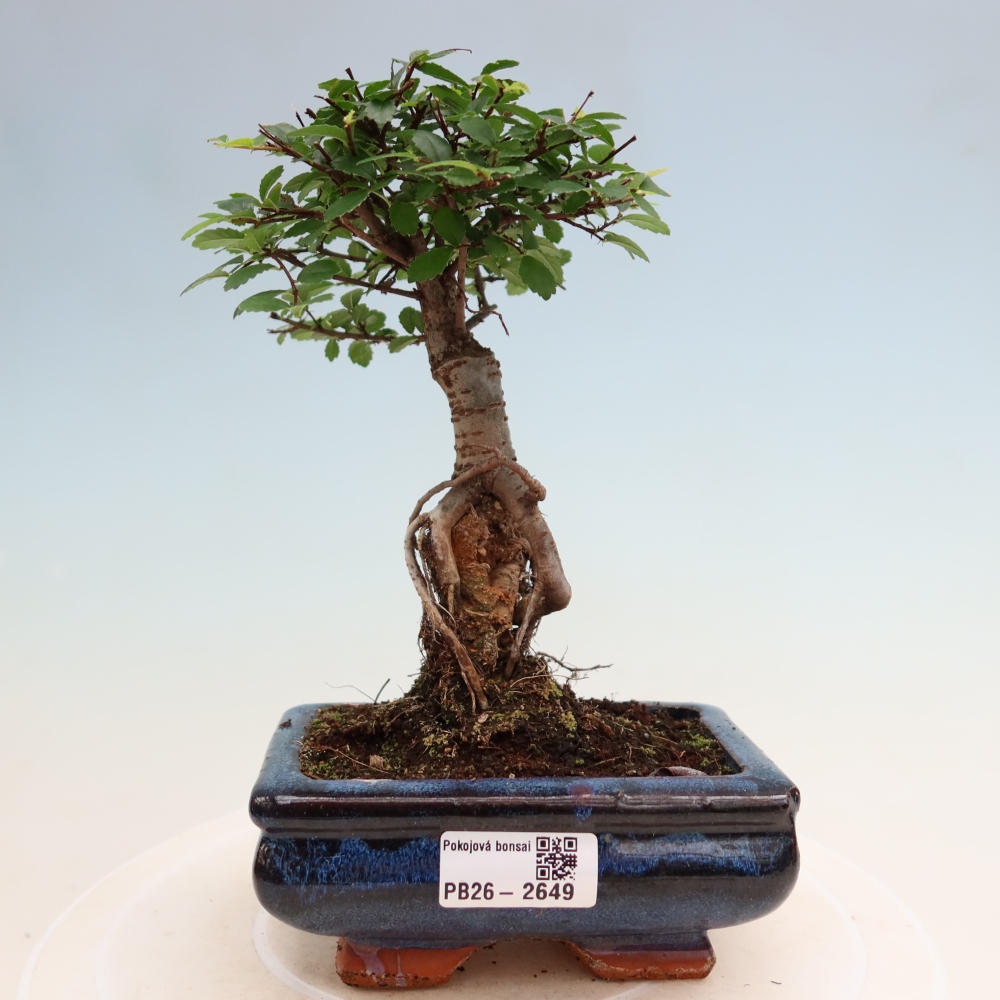 Camera bonsai - Ulmus parvifolia - Olmo a foglie piccole