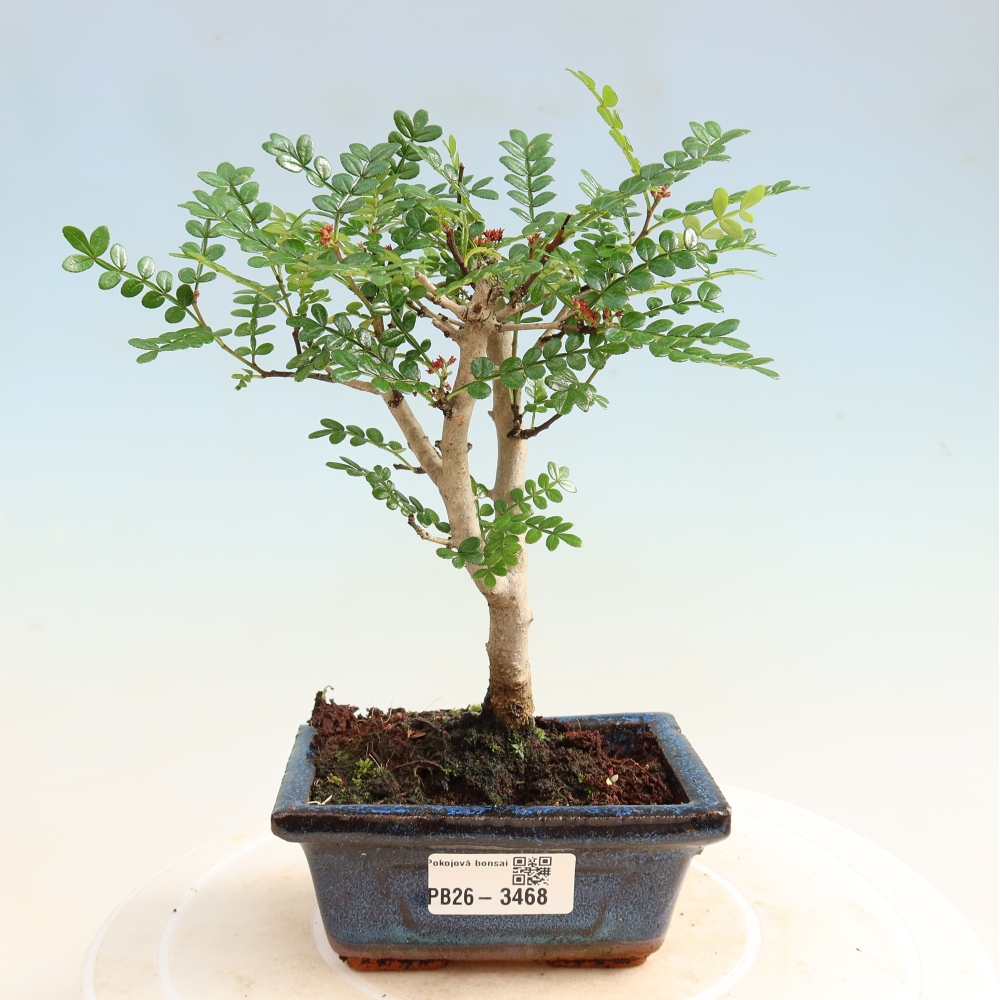 Camera bonsai - Zantoxylum piperitum - albero del pepe