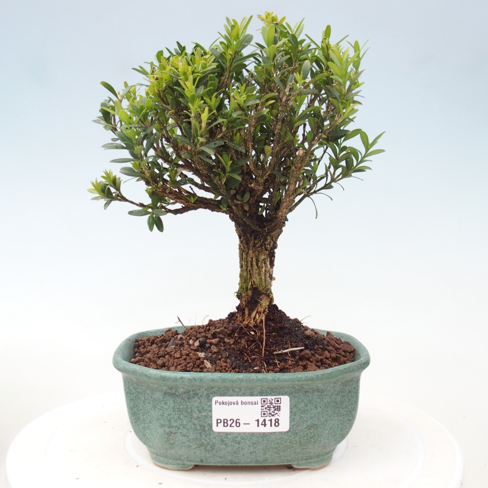 Camera bonsai - Buxus harlandii - buxus da sughero