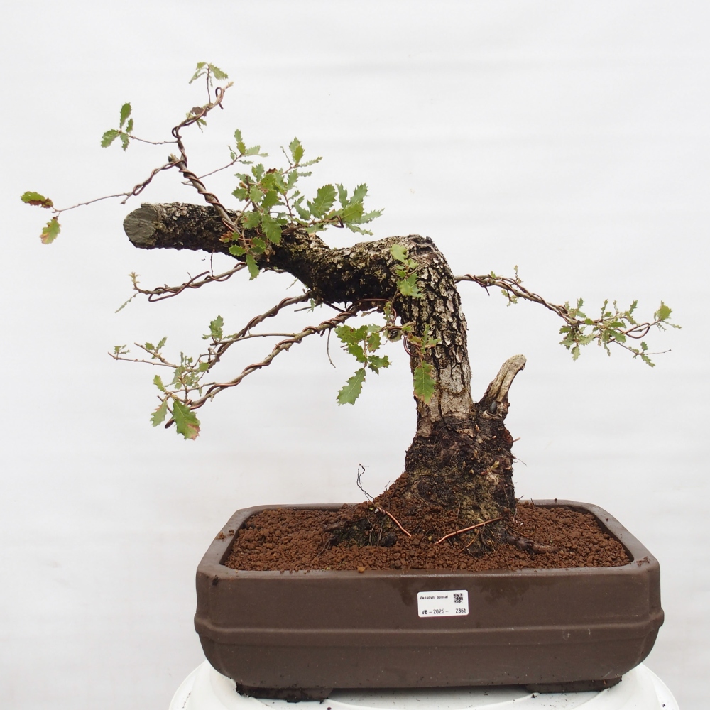 Yamadori - Quercus Ilex - Agrifoglio di quercia