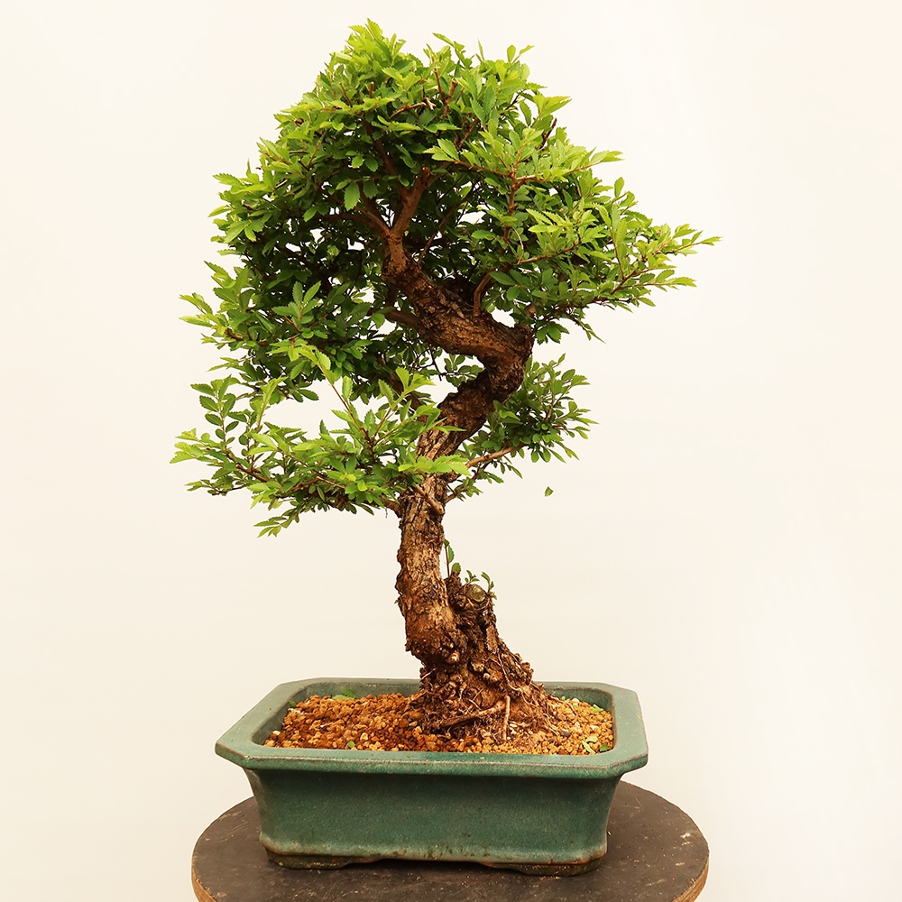 Bonsai da esterno - Zelkova - Zelkova NIRE
