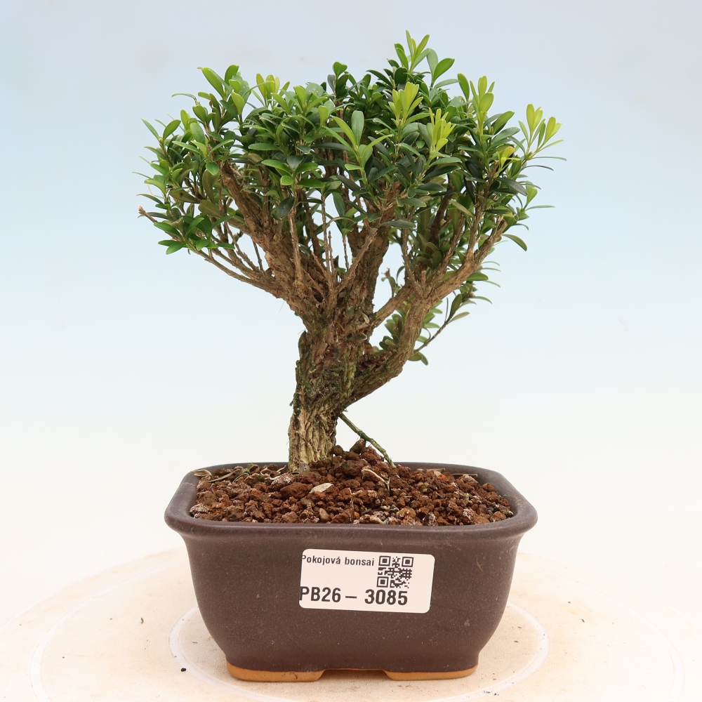 Camera bonsai - Buxus harlandii - buxus da sughero