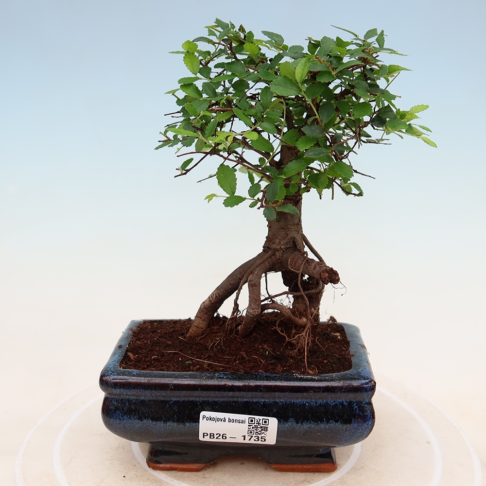 Camera bonsai - Ulmus parvifolia - Olmo a foglie piccole