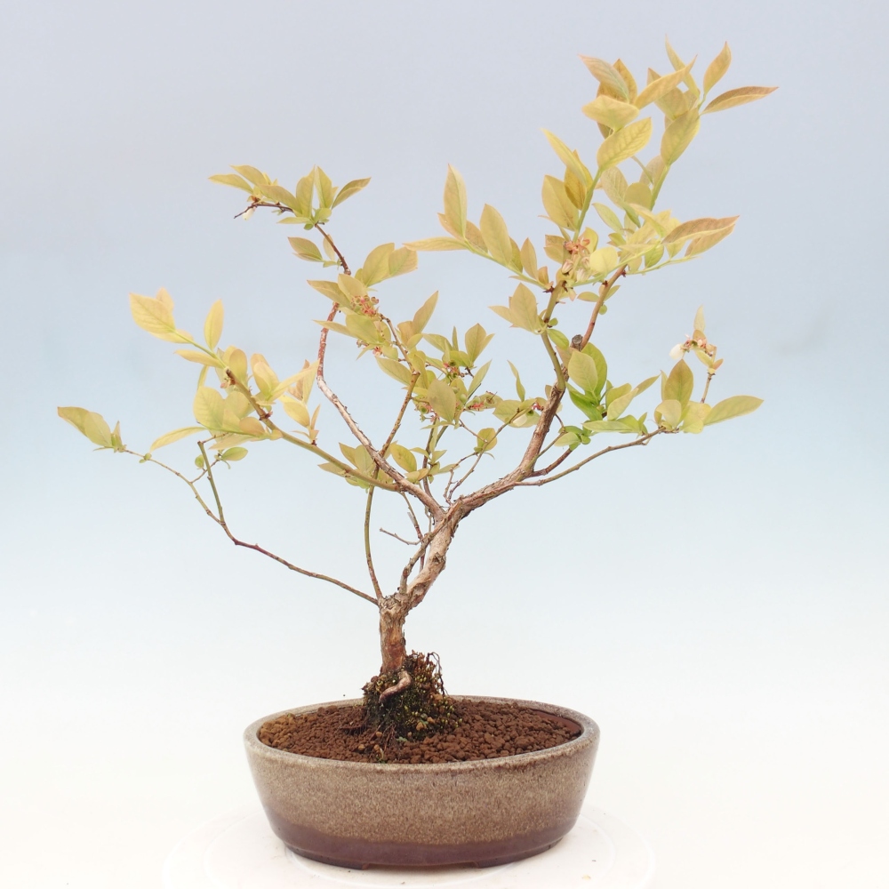 Bonsai da esterno - Mirtillo canadese - Vaccinium corymbosum