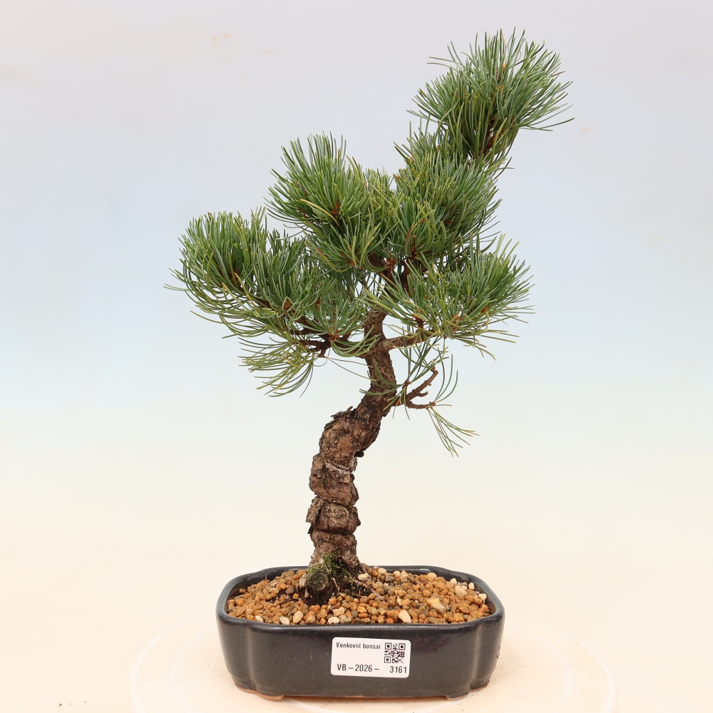 Bonsai da esterno - Pinus parviflora - Pinus parviflora