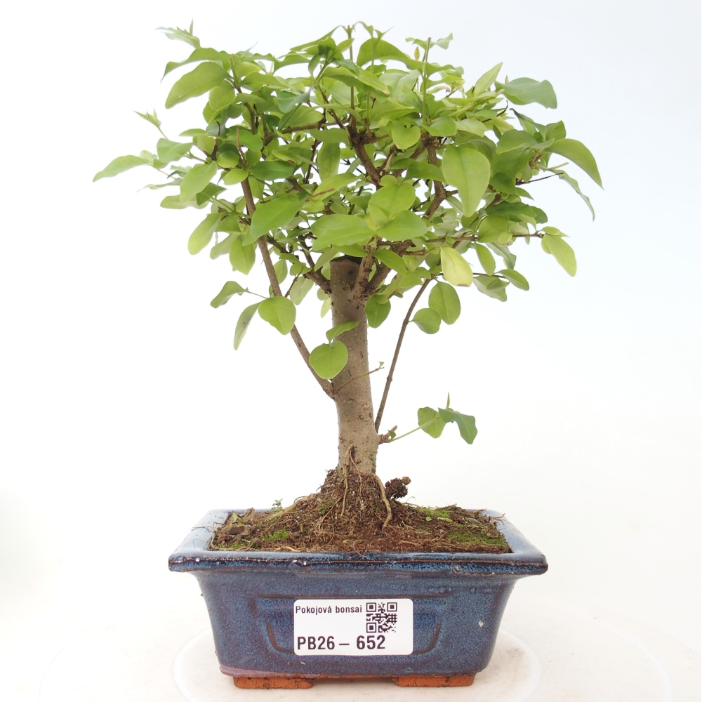 Camera bonsai -Ligustrum chinensis - Becco d'uccello