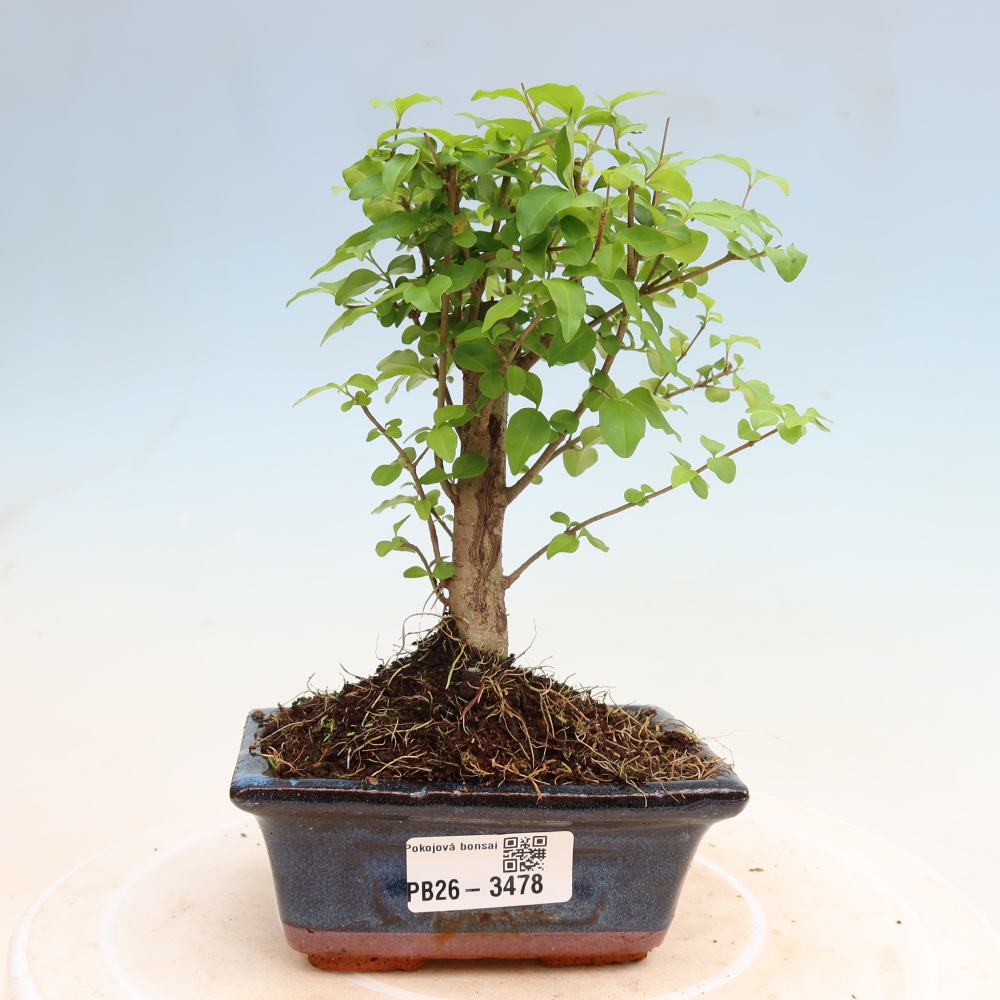 Camera bonsai -Ligustrum chinensis - Becco d'uccello