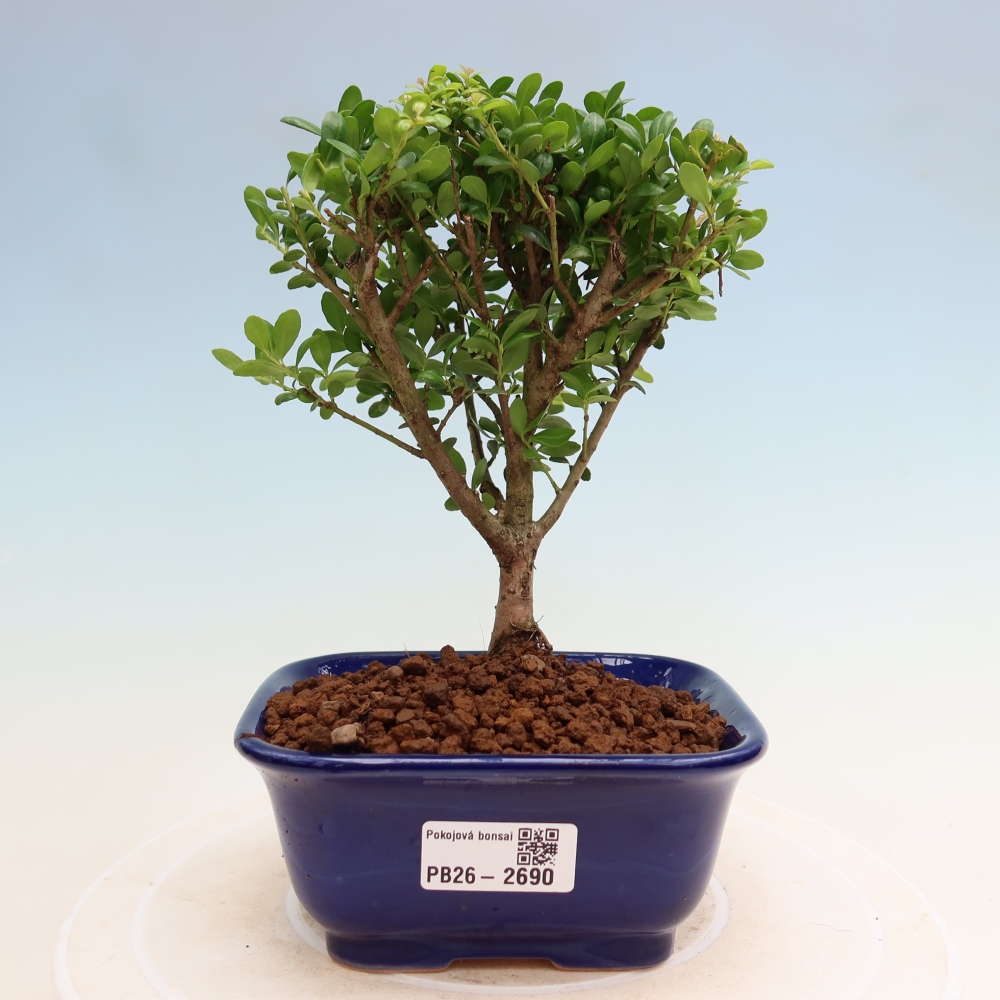 Camera bonsai - Ilex crenata - Agrifoglio